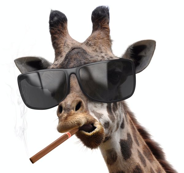 Investing in yourself like a giraffe boss